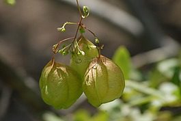 水果區(qū)域,番茄,蔬菜