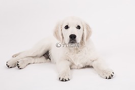 狗,金毛獵犬,小狗
