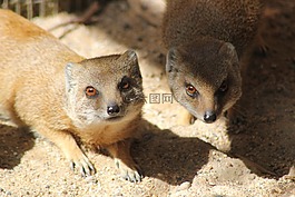 貓鼬,野生動物,盯著