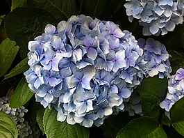 繡球,鮮花,圍場