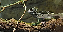 蜥蜴,動(dòng)物園,有色