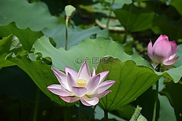 蓮花,花,夏天