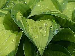 玉簪,水,雨滴