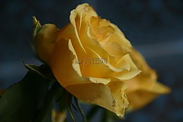 黃色,玫瑰,開花