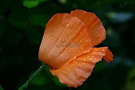 葉,折疊,橙色
