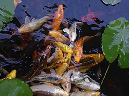 魚,湖,藍(lán)色