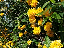 黃色,鮮花,開花