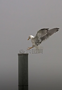 海鷗,鷗,登陸