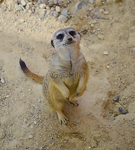 動物園,哺乳動物,動物