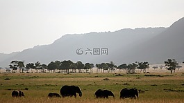 象,非洲,野生動(dòng)物園