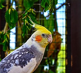 動物園,動物,鳥