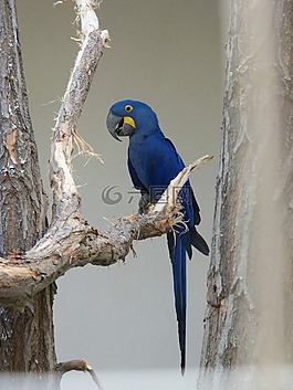 鸚鵡,動(dòng)物園,鳥(niǎo)