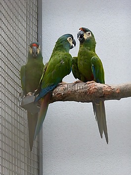 鸚鵡,ara動物園,鳥