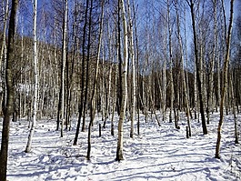 哈爾濱,樹林,雪