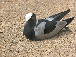 動物園,鳥,鴿子
