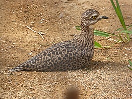 鳥,動物園,動物