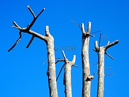 樹,樹干,分支機構(gòu)