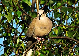 鴿子,鳥,性質(zhì)