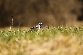 麻雀,鳥,草