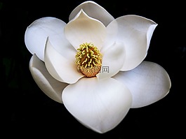 完美,玉蘭,花