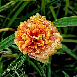 花,雨滴,濕