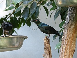 鳥,黑色,動物園