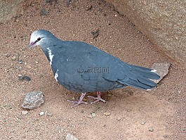 鳥,動物園,鴿子