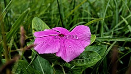 花,露水,水滴