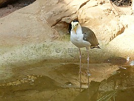 鳥,水,動物園