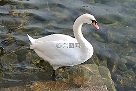 天鵝,湖,燈