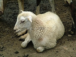 羊,農(nóng)場,動物