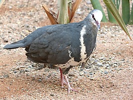鳥,鴿子,動物園