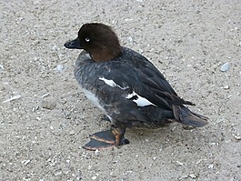 鴨,鳥,水禽