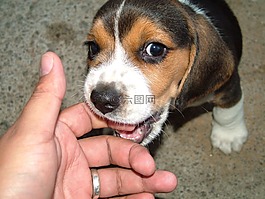 寵物,小狗,動物