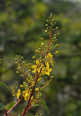 黄色花,分支机构,野生