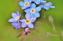 不要忘了我,開(kāi)花,花