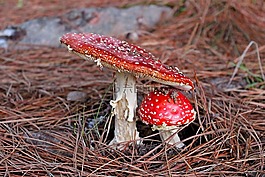 菌類,森林,蘑菇