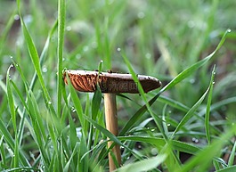 蘑菇,蚱蜢,斑