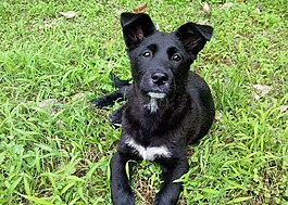 黑,狗,動物