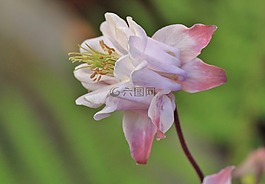 鴿的,開(kāi)花,花