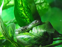 動物,蛇,爬行動物