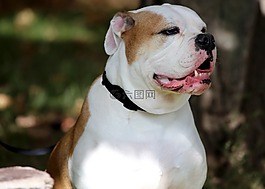 狗,可愛,服務(wù)犬