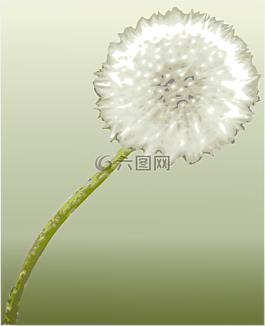 蒲公英,花,植物學(xué)