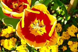 花,紅色,自然