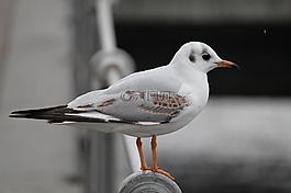 燈,鳥,觀察