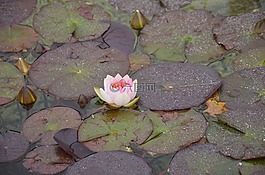 粉紅色,睡蓮,水生植物