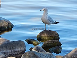 海鷗,鷗,鳥