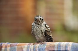 性質,鳥,動物世界