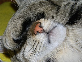 動物,家貓,鼻子
