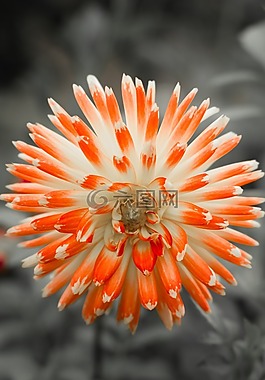 嬌琴紗,開花,廠